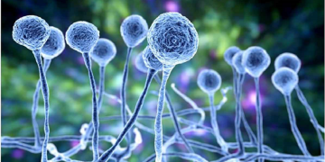 کێن ئەوانەی تووشی کەروی ڕەش دەبن؟