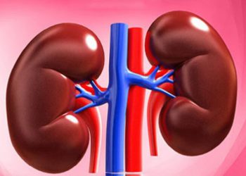 چۆن بزانین گورچیلەمان بە سستی کار دەکات؟ کام خواردن بۆ گورچیلەکان بەسوودە؟