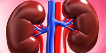 چۆن بزانین گورچیلەمان بە سستی کار دەکات؟ کام خواردن بۆ گورچیلەکان بەسوودە؟