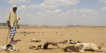 قەیرانی ئاو و خۆراک لە باشوری سۆمالیا