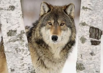 لە جوانڕۆ گورگ چوار کەسی بریندار کرد