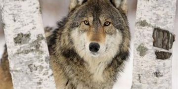 لە جوانڕۆ گورگ چوار کەسی بریندار کرد