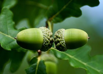 ئایا خواردنی بەڕوو سوودی تەندرووستیی هەیە؟