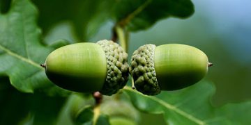 ئایا خواردنی بەڕوو سوودی تەندرووستیی هەیە؟