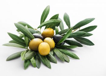 گەڵای زەیتون چ سوودێکی هەیە و چۆن بەکار دێت؟