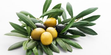 گەڵای زەیتون چ سوودێکی هەیە و چۆن بەکار دێت؟