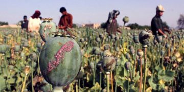 تاڵیبان: بەرهەمهێنانی مادە هۆشبەرەکان لە ئەفغانستان قەدەغەیە