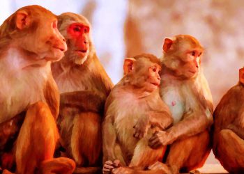 چی لە سەر ئاوڵەی مەیمون دەزانین؟