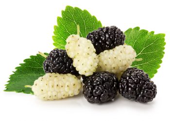 سوودە تەندرووستییەکانی توو بزانن