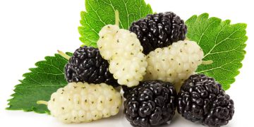 سوودە تەندرووستییەکانی توو بزانن