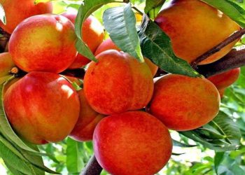 چەند سوودێکی خواردنی قۆخ بزانە