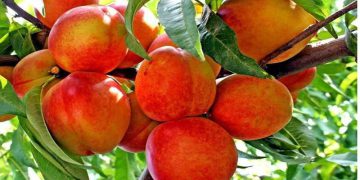 چەند سوودێکی خواردنی قۆخ بزانە