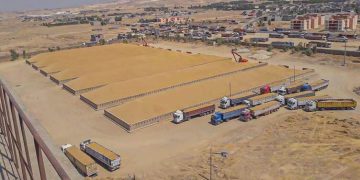 عێراق بڕیاری کڕینی بڕێکی زۆر گەنمی دەرکردووە