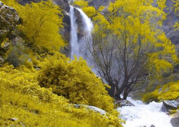 جوانییەکانی تاڤگەی کانی بەست لە هەرێمی کوردستان