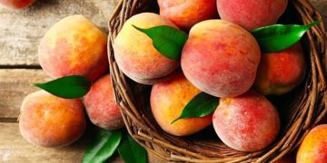قۆخ میوەیەکی تەندرووستە و سوودی بۆ جەستەی مرۆڤ هەیە