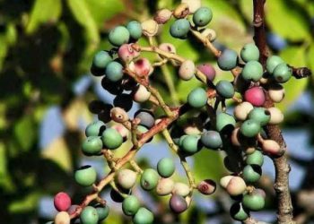 ئایا قەزوان سوودی بۆ تەندرووستی جەستە هەیە؟