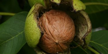 ئاوی گوێز بخۆن، بەسوودە بۆ تەندرووستی