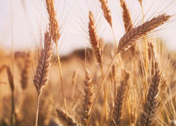 عێراق لە ساڵی داهاتوو پێویستی بە هاوردەی 5 ملیۆن تەن گەنم هەیە