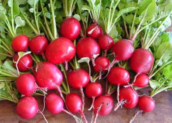 سوودە تەندرووستییەکانی خواردنی تور لە وەزی سەرما