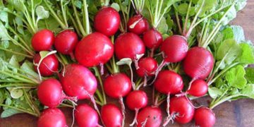سوودە تەندرووستییەکانی خواردنی تور لە وەزی سەرما