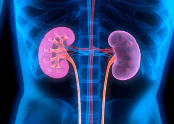 بۆ پاراستنی گورچیلەکان گرنگی بە چەند ڕێنماییەک بدە