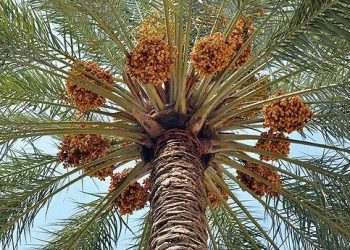 عێراق 600 هەزار تەن خۆرمای هەناردە کردووە