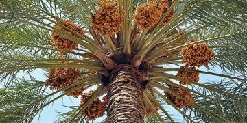 عێراق 600 هەزار تەن خۆرمای هەناردە کردووە