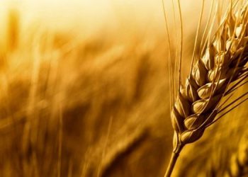 ڕووسیا سەرەڕای گەمارۆکان یەک لە سەر پێنجی هەناردەی گەنمی جیهانی لە دەستدایە