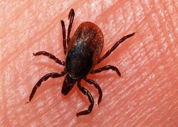 چەند زانیارییەکی گرنگ لە سەر تای خوێنبەربوون