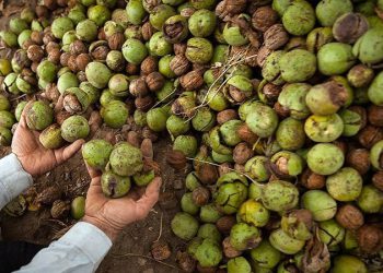 پارێزگای کوردستان پلەی دووەمی بەرهەمی گوێزی ئێرانی هەیە