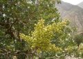 سوودە تەندرووستییەکانی قەزوان بۆ تەندرووستی مرۆڤ