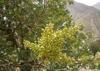 سوودە تەندرووستییەکانی قەزوان بۆ تەندرووستی مرۆڤ