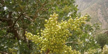 سوودە تەندرووستییەکانی قەزوان بۆ تەندرووستی مرۆڤ