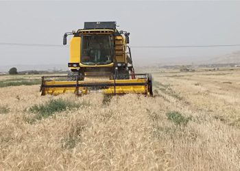 پلەی سێزدەهەمی ئێران لە ڕیزبەندی وەبەرهێنەرانی گەنم لە ئاستی جیهان