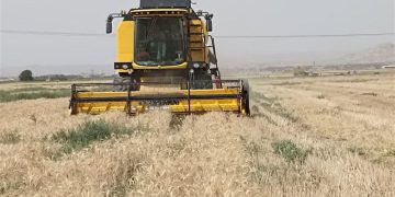 پلەی سێزدەهەمی ئێران لە ڕیزبەندی وەبەرهێنەرانی گەنم لە ئاستی جیهان