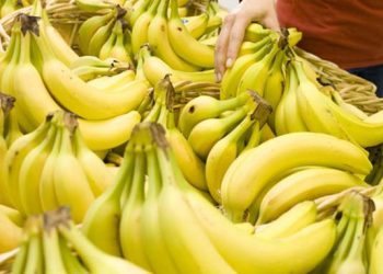 چەند زانیارییەک لە سەر مۆزی سەوز و زەرد