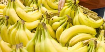 چەند زانیارییەک لە سەر مۆزی سەوز و زەرد