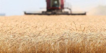 وەبەرهێنانی دانەوێڵەی ئێران 23 ملیۆن تەنی تێپەڕاند/ جێگیر بوونی ئێران لەسەر پلەی 21ی جیهانی بۆ وەبەرهێنانی برنج