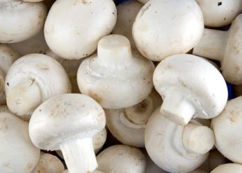 قارچک بۆ پاراستنی مرۆڤ لە چەندین نەخۆشی بەسوودە