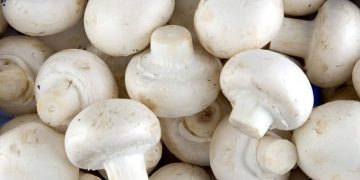 قارچک بۆ پاراستنی مرۆڤ لە چەندین نەخۆشی بەسوودە