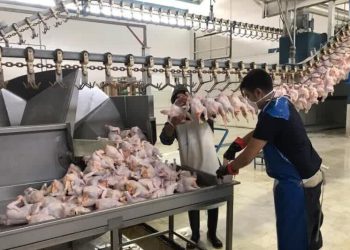 یەکەم باری مریشک لە ئێرانەوە هەناردەی عێراق کرا