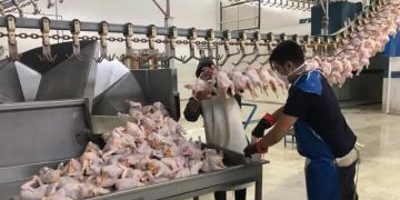 یەکەم باری مریشک لە ئێرانەوە هەناردەی عێراق کرا