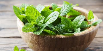 سوودە تەندرووستییەکانی خواردنی نەعنا