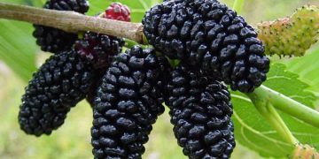 خواردنی توو لە وەرزی هاویندا چ سوودێکی دەبێت؟