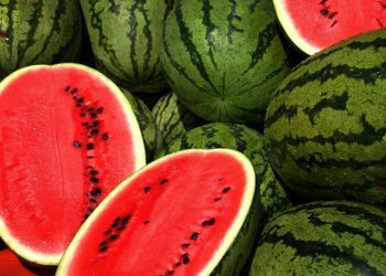 وەرزی خواردنی شوتییە و تایبەتمەندییەکانی بزانە