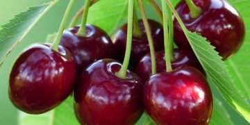 خواردنی گێلاس سوودێکی تەندرووستی زۆر بە جەستە دەگەێنێت