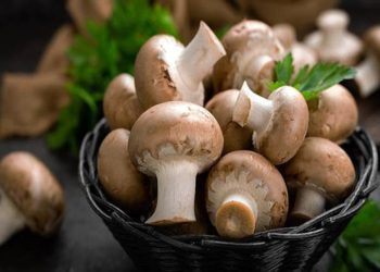 خواردنی قارچک چ سوودێکی بۆ تەندرووستی مرۆڤ هەیە؟
