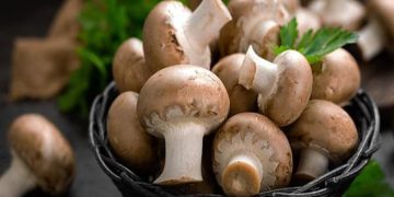 خواردنی قارچک چ سوودێکی بۆ تەندرووستی مرۆڤ هەیە؟