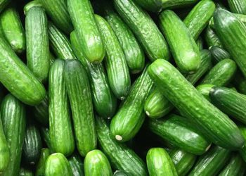 لە وەرزی هاویندا خواردنی خەیار بۆ جەستە سوودی هەیە