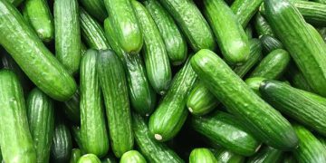 لە وەرزی هاویندا خواردنی خەیار بۆ جەستە سوودی هەیە